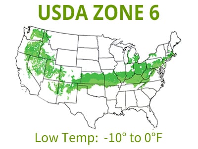 Cold Hardy Gardenias | USDA Zone 6