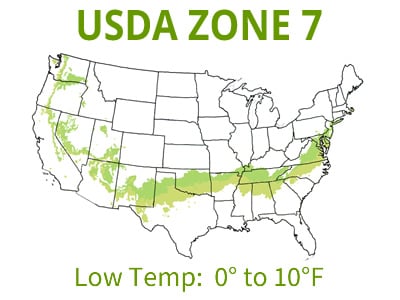 Magnolias | USDA Zone 7
