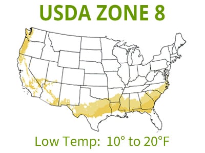 Conifers | USDA Zone 8