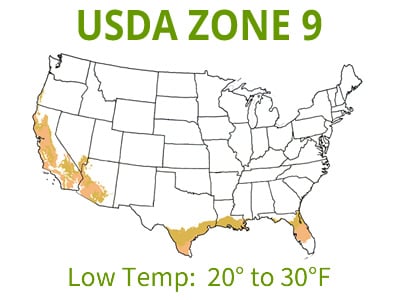 Magnolias | USDA Zone 9
