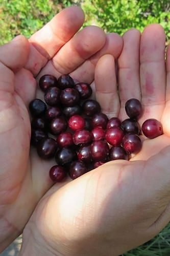 Evergreen Huckleberry (Vaccinium ovatum) - 1 Gallon Pot