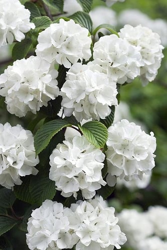 Japanese Snowball Bush (Viburnum plicatum) - 2 Gallon Pot