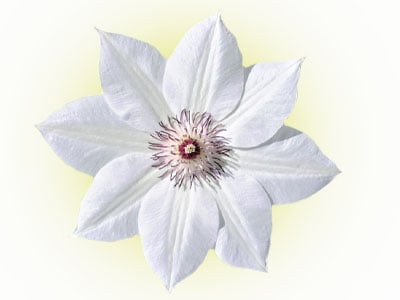 White Clematis Varieties