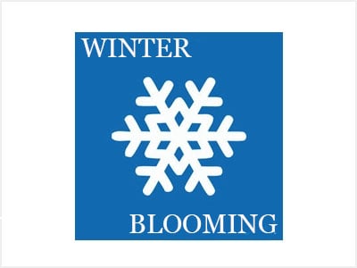 Winter Blooming Clematis